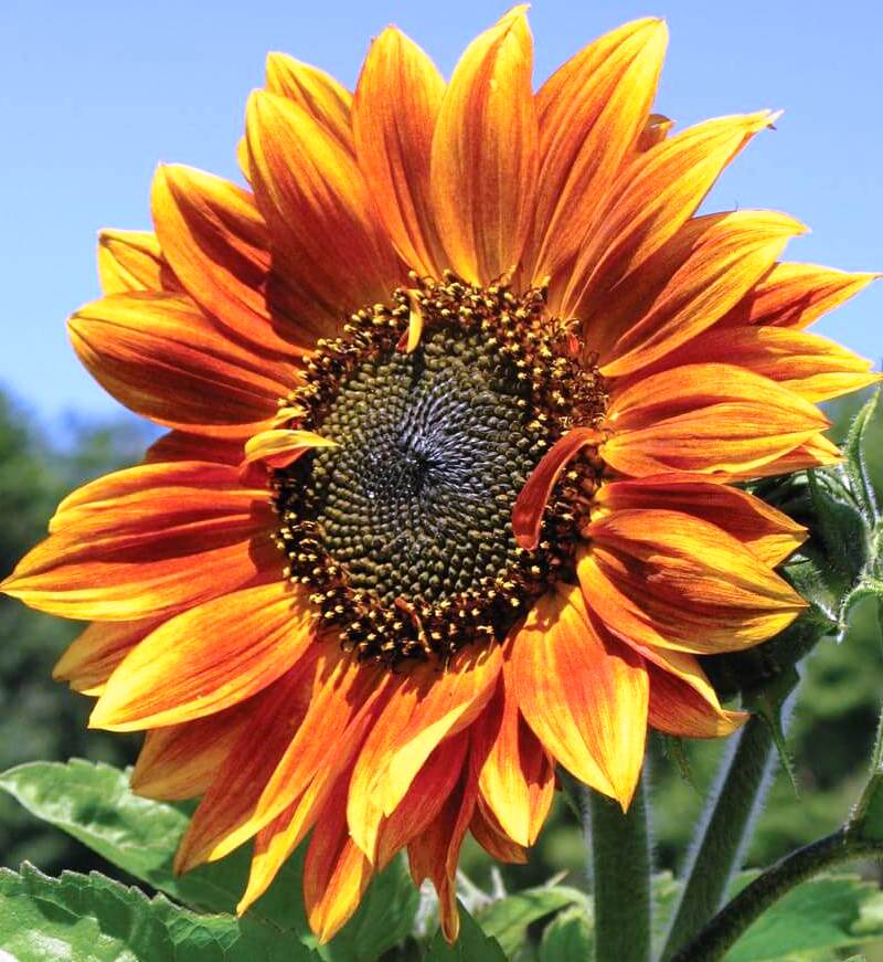 National Flower of Ukraine