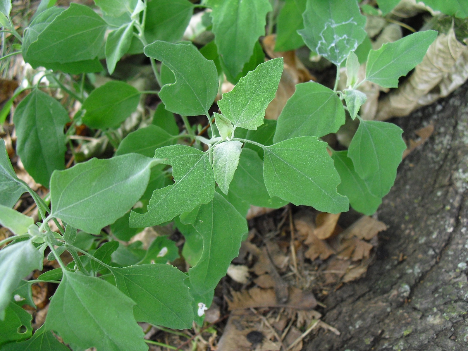 Garden Pantry Lamb's Quarters