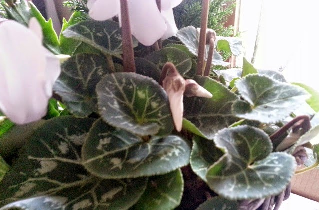 White Cyclamen close up buds ready to flower