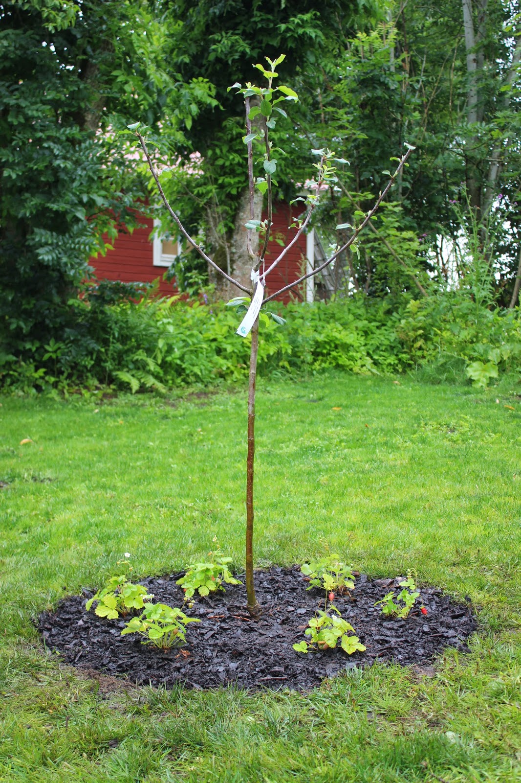 Paulina & jag: Äppelträd och smultron...