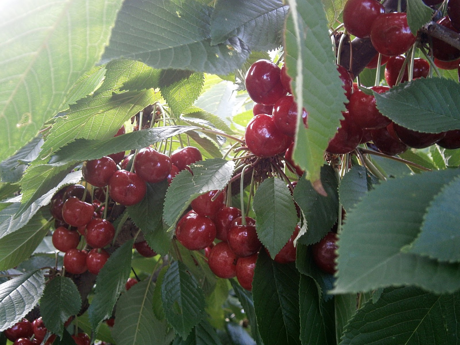 Песня про черешню. Вишня брусницына. Бахор сорт черешни. Вишня и черешня. Скороговорка про черешню.