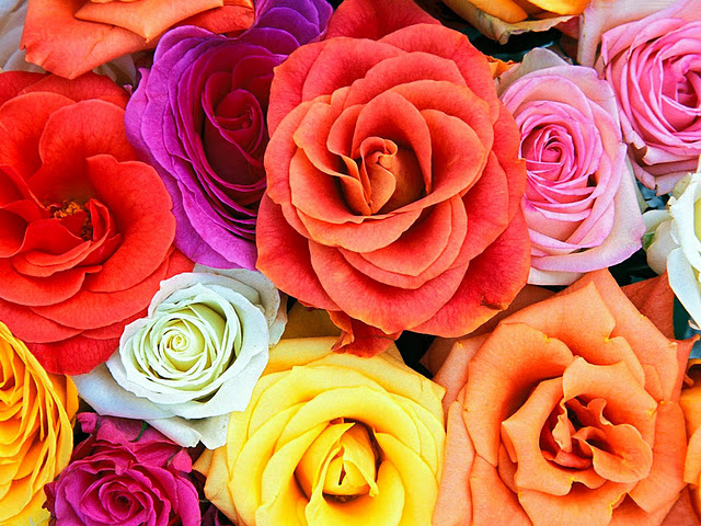 Imagenes de rosas para imprimir-Colorear dibujos,letras, Actividades  infantiles