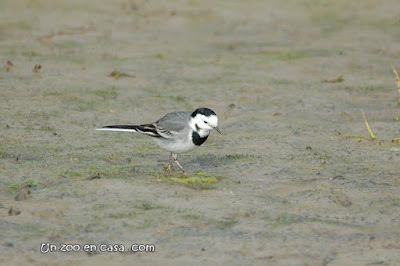 Cuereta blanca (Motacilla alba)