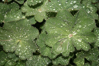 Lady's mantle with beads of rain