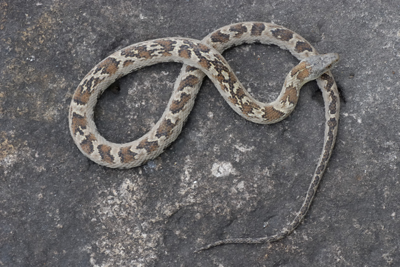 Explorations of an Ecologist The snakes of Ontario part 2