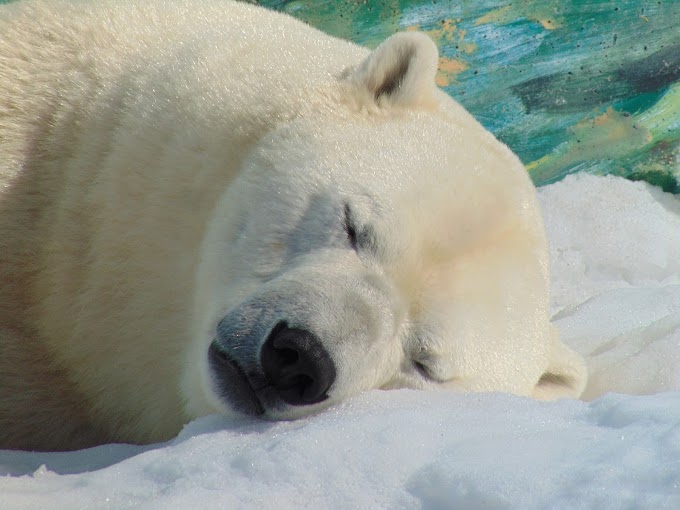 環保吸管？ 救了海龜 卻殺了北極熊！