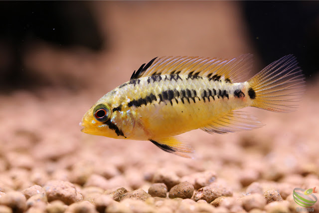 Apistogramma sp.Laguna Tame / from Largo around Rio Tame in Colombia F1