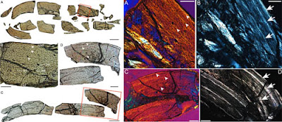 Histological analysis reveals ontogenetic variation in early birds Histological analysis reveals ontogenetic variation in early birds