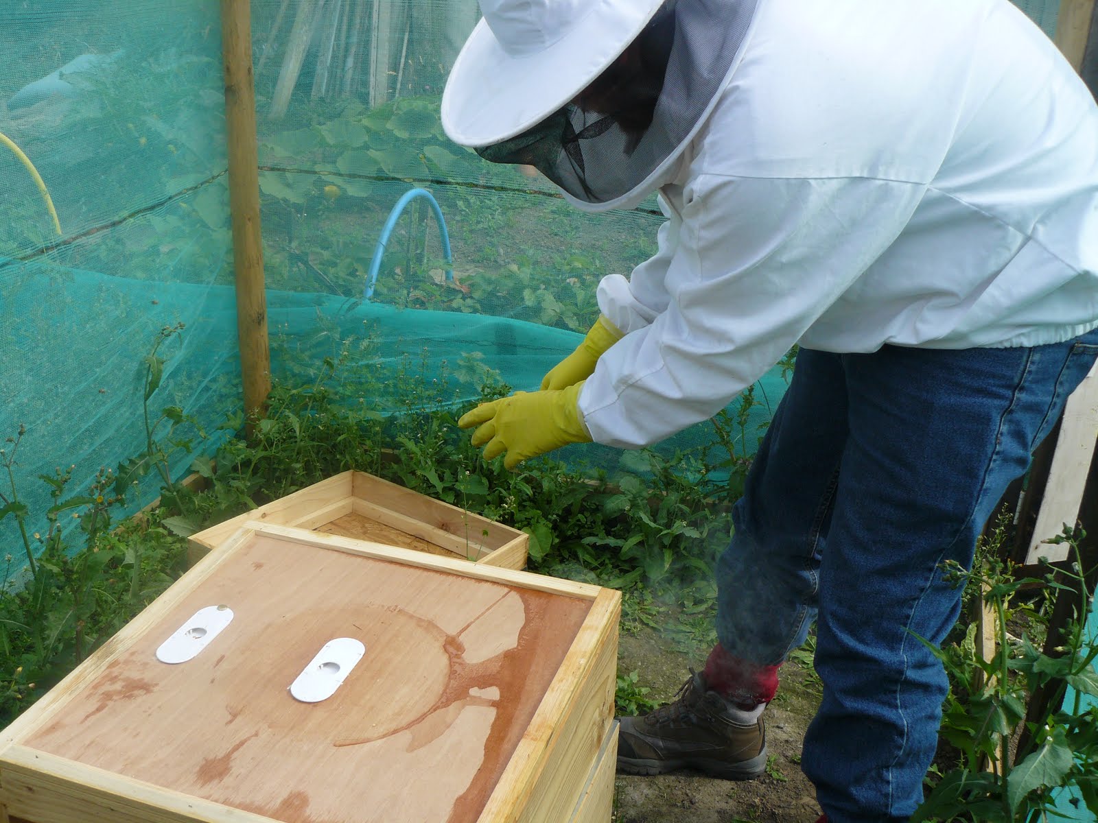A Buzz About Life: Apiary inspection 26/07/2011