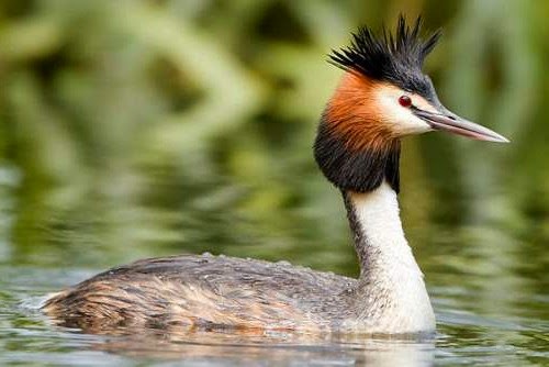 Nepal bird picture - Great crested grebe (Podiceps cristatus)