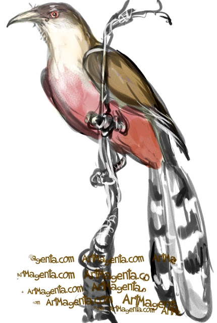 Great Lizard Cuckoo sketch painting. Bird art drawing by illustrator Artmagenta.