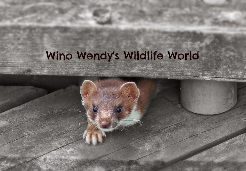   Wino Wendys Wildlife World         