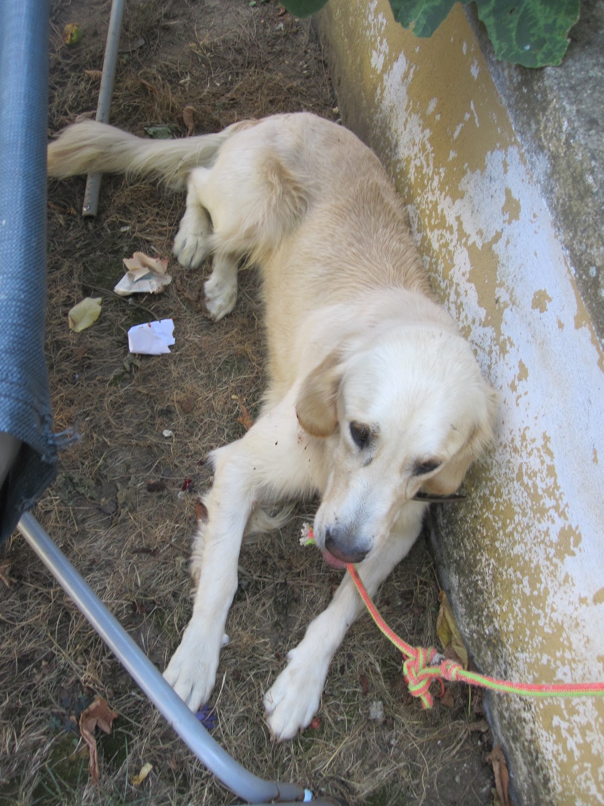 sagratan eski av köpeği