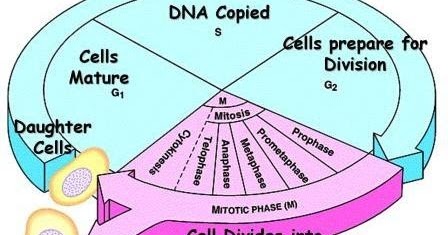 Multiple Choice Quiz on Cell Cycle, Mitosis and Meiosis | Biology