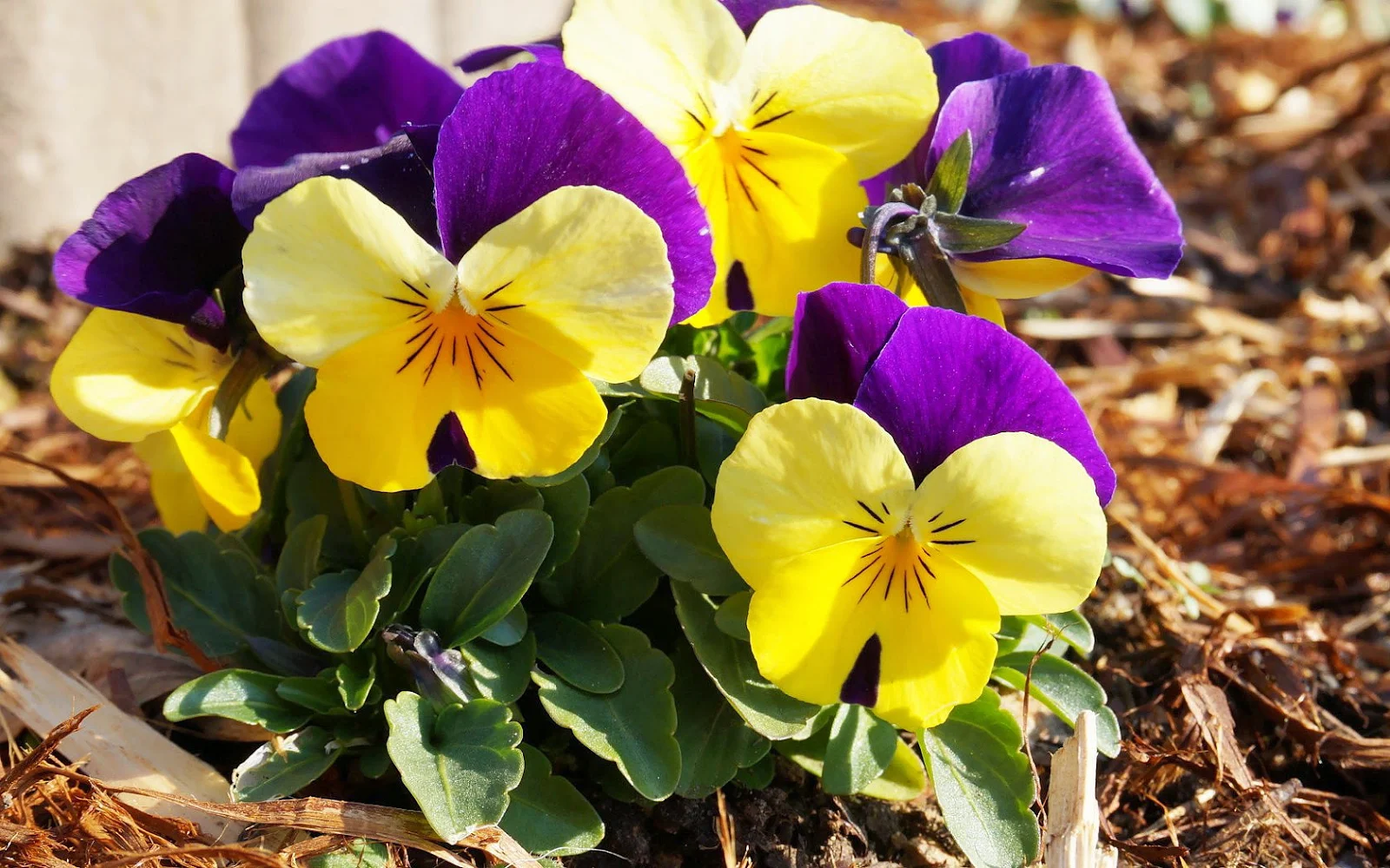 Lente foto met gele en paarse viooltjes
