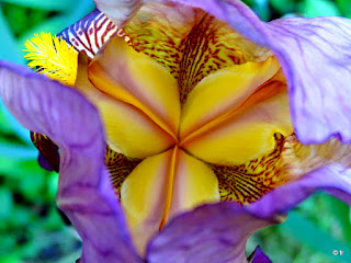 Iris mauve jaune