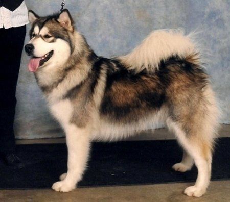 the canadian eskimo dog