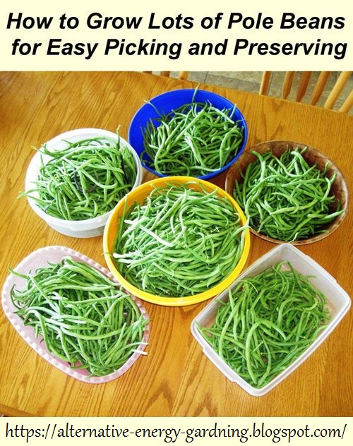 How to successfully grow green beans, even with a brown thumb