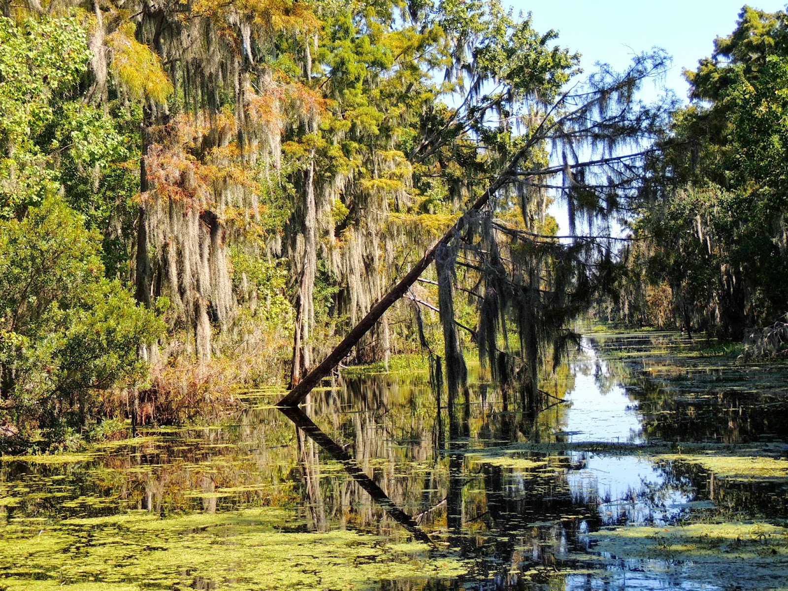 Adventures in travel Pictures from our bayou adventure