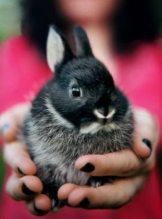 Holding a Netherland Dwarf rabbit