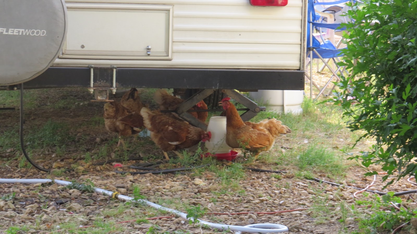 Dirt Road Lives Saturday Chickens