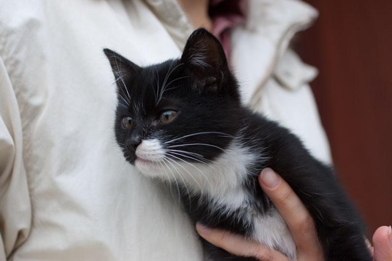 Handmade by Smilla: Кому подарить котенка?