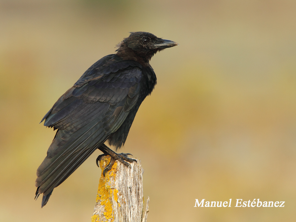 Miradas Cantábricas Corneja negra (Corvus corone)