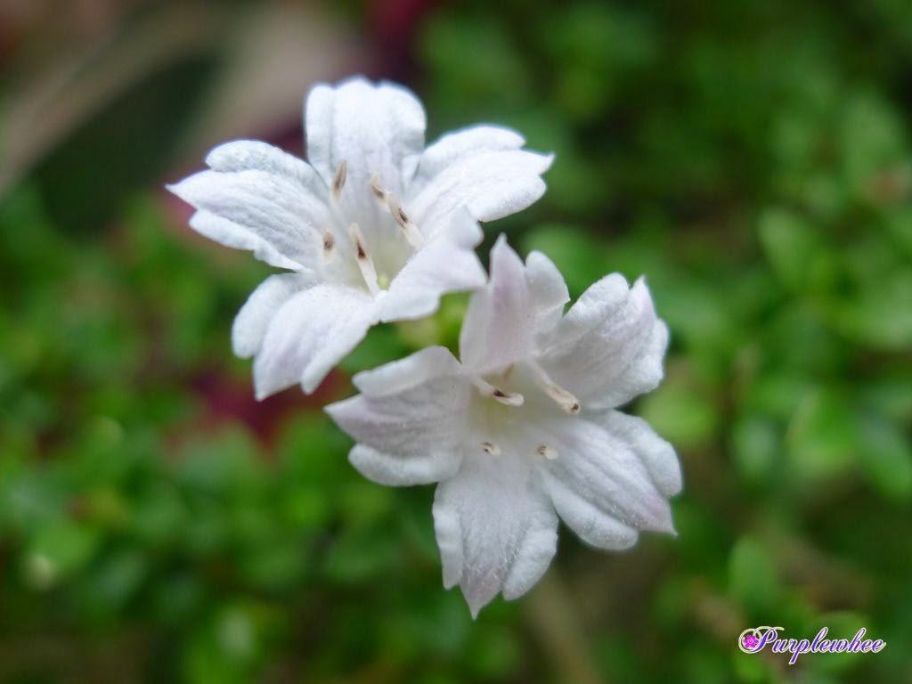 薇薇花园 六月雪