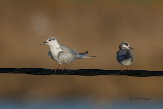 Fumarel cariblanco, Chlidonias hybrida, Whiskered Tern