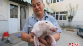 Babi Berkepala 2 dan Bermata 3 Gegerkan China