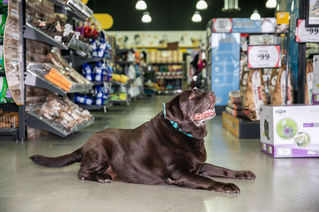Winner of Petbarn's Biggest Pet Loser for 2018 Australian Dog Lover