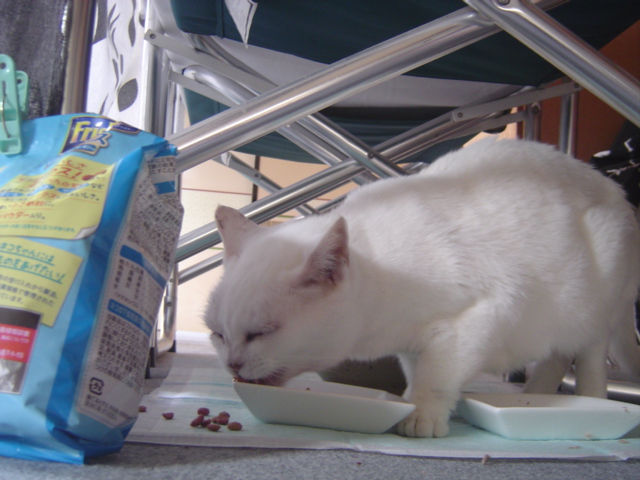 子猫か 大人猫か