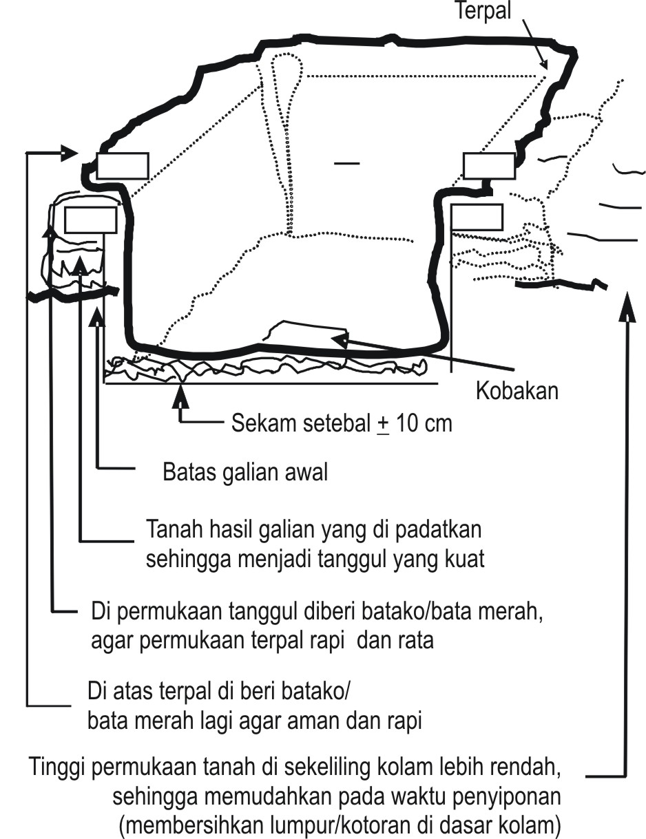 Cara budidaya lele sangkuriang di kolam terpal sukacai
