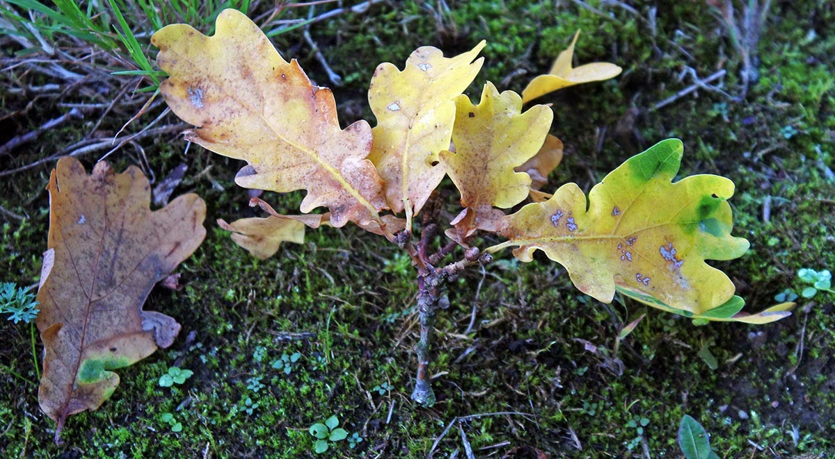 wcs Oak leaf cluster