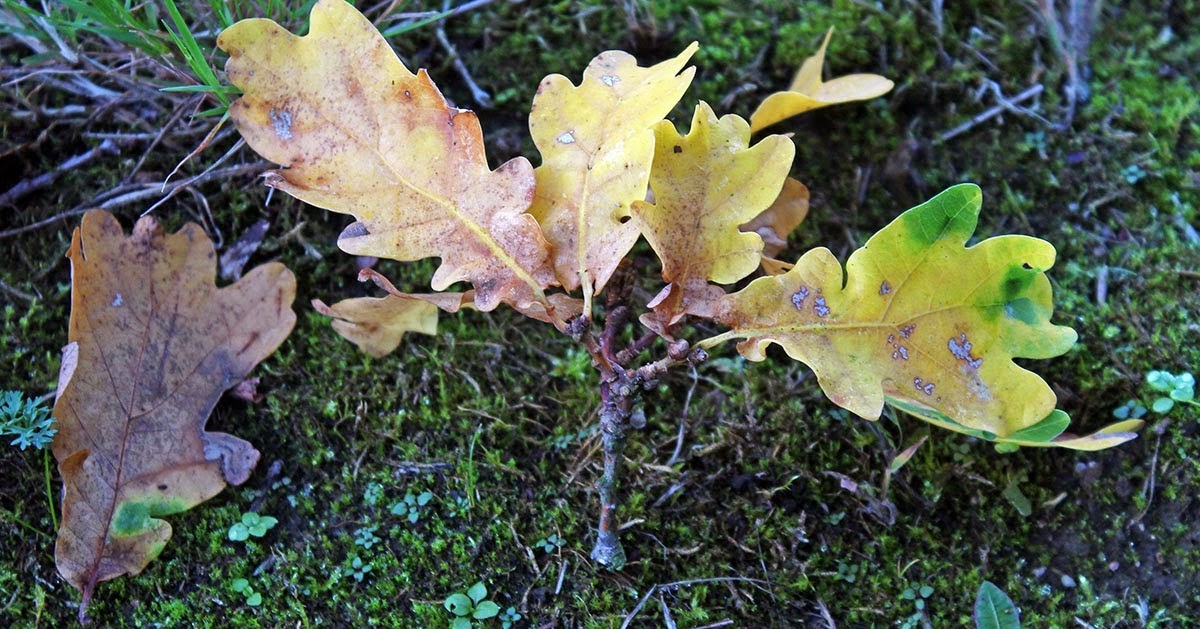 wcs: Oak leaf cluster