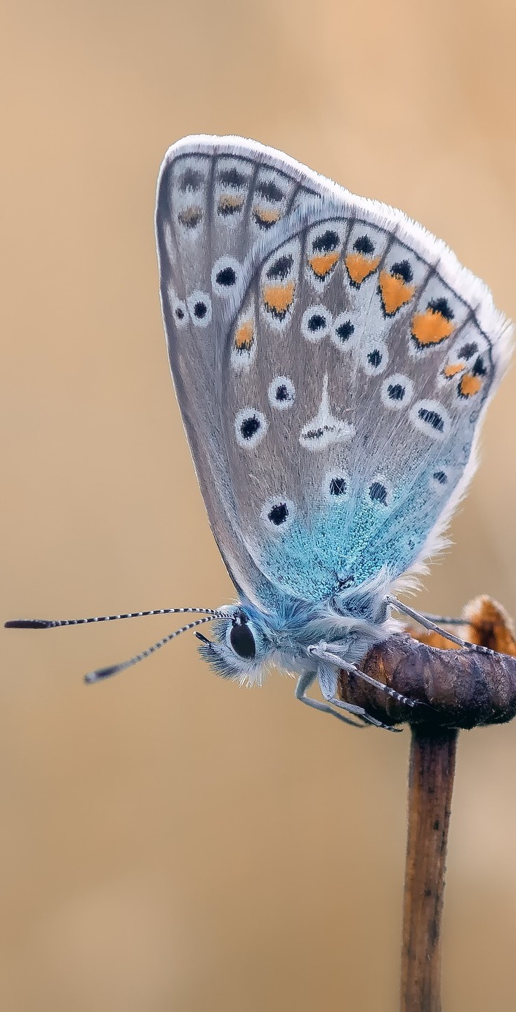 A common blue butterfly.