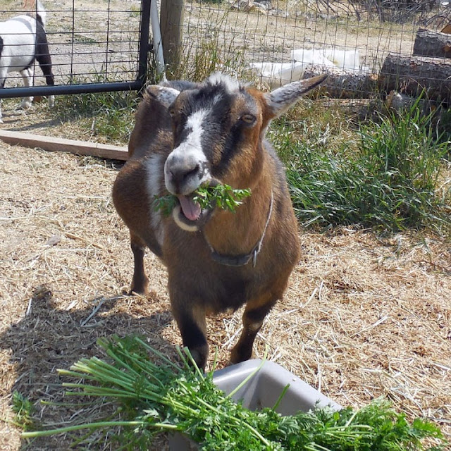 The Maaaaa of Pricilla I Show EveryGoat How to Eat Carrot Greens Like