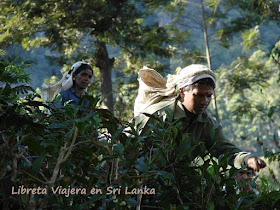 Tea Pluckers Sri Lanka