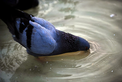 Amaze, Animal, Brussels, Business, Businessman, China, Europe, France, Luxury, Most Expensive, Pigeon, Race, Shopping, Wold, Blue Prince, Bird, 