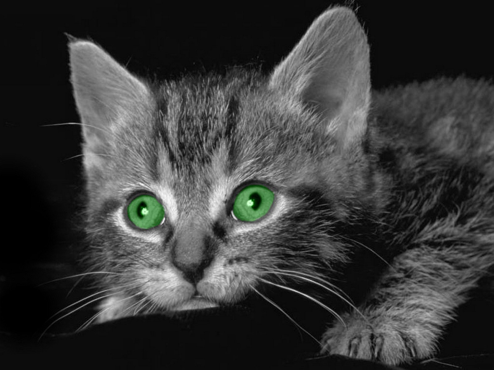 коричневый кот с зелеными глазами. рыжие пушистые коты. морда кота. рыжий котёнок. котенок с зелеными глазами.