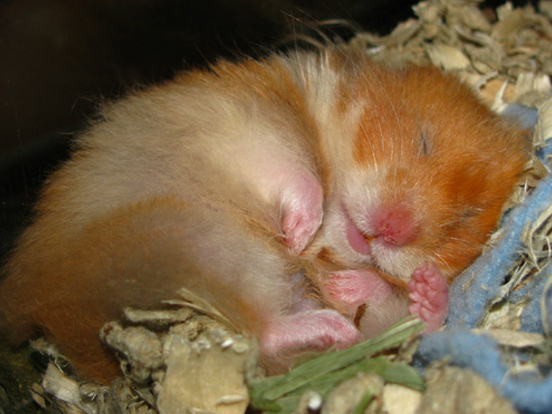 Penyakit Hamster Yang Harus Diwaspadai