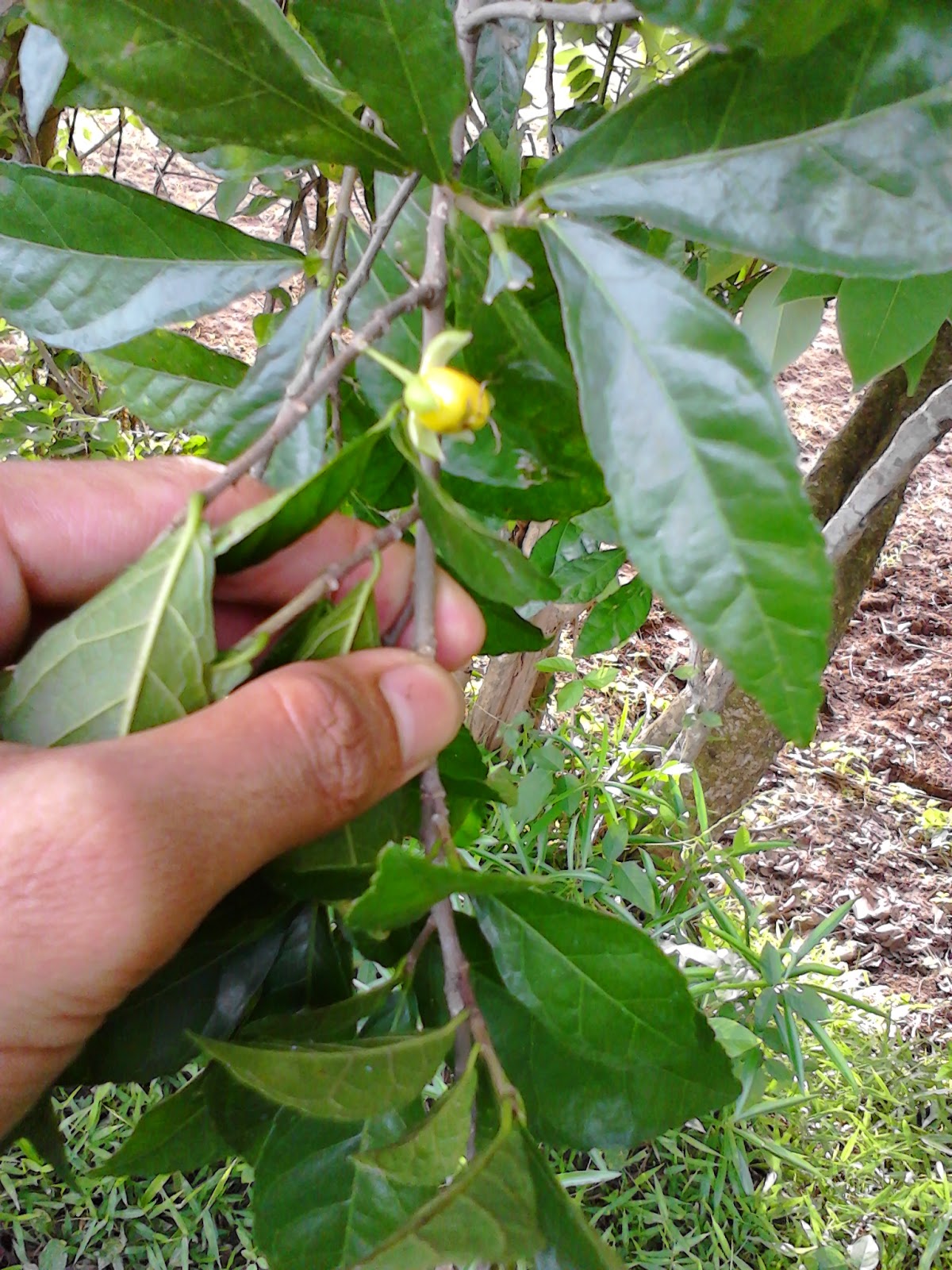 Bonsai Progression CARA MENANAM SERUT