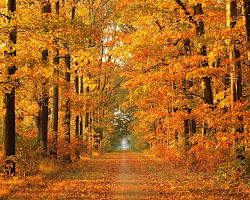 fall background wallpapers desktop autumn tree scenery trees leaves falling nature clipart bookmark delicious tweet