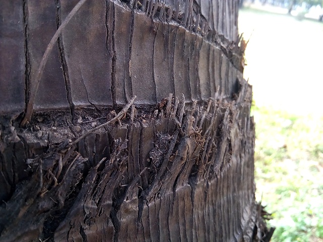 Primo GH5 review Camera Sample 5