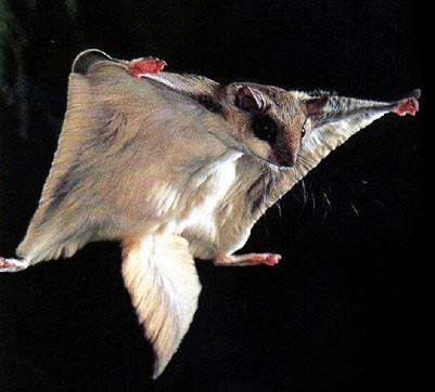 Sugar Glider atau hewan ini dikenal juga dengan tupai terbang Sugar Glider atau Tupai Terbang