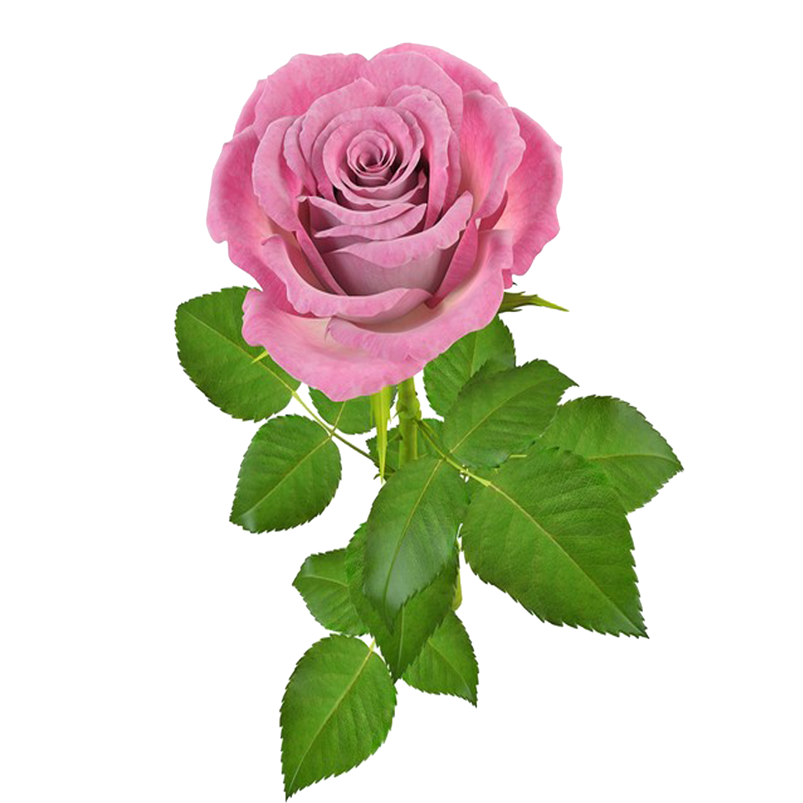 Ramo De Rosas Png - PNG Image Collection