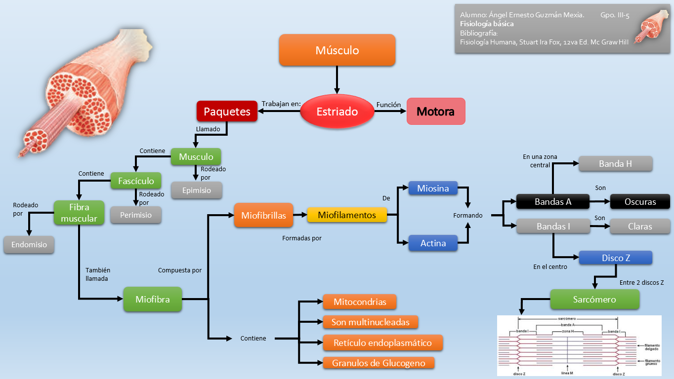 Fisiología Básica: Musculo Esquelético: Generalidades
