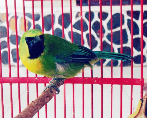 22 Jenis Burung Kicau Lengkap Beserta Foto dan Namanya