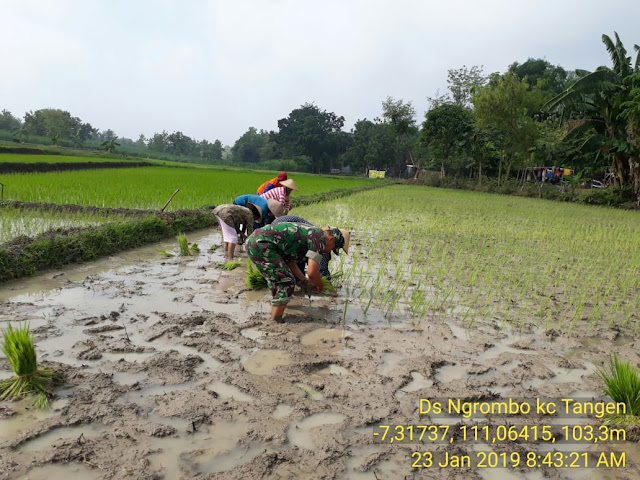 Babinsa Ngrombo Tanam Padi Bersama Petani Babinsa Ngrombo Tanam Padi Bersama Petani