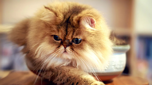 Flatnose Cat Flatnose Cat
